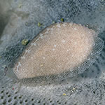 Procalpurnus lacteus